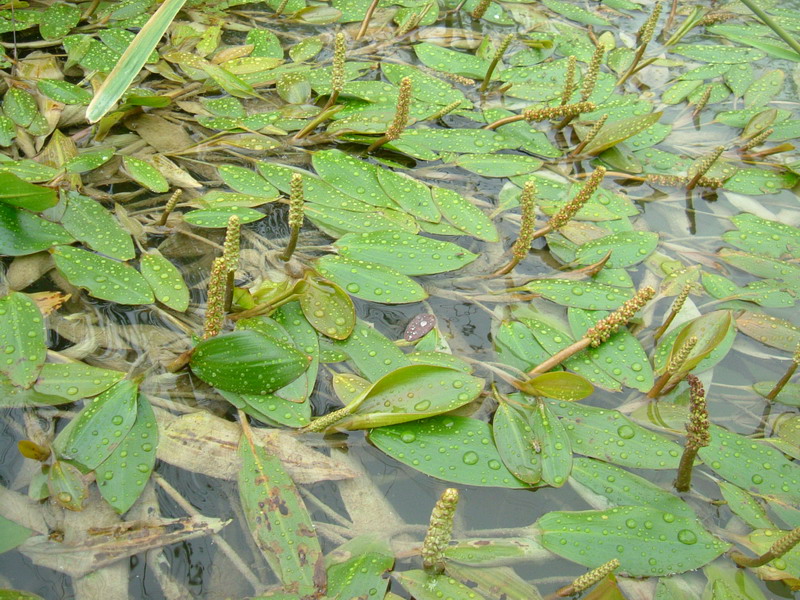 Pianta acquatica - Potamogeton cfr. natans